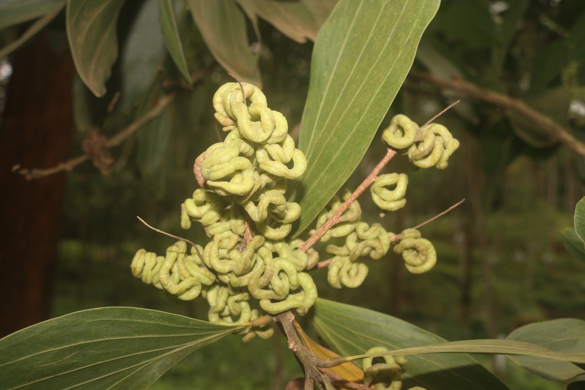 Acacia mangium Willd.